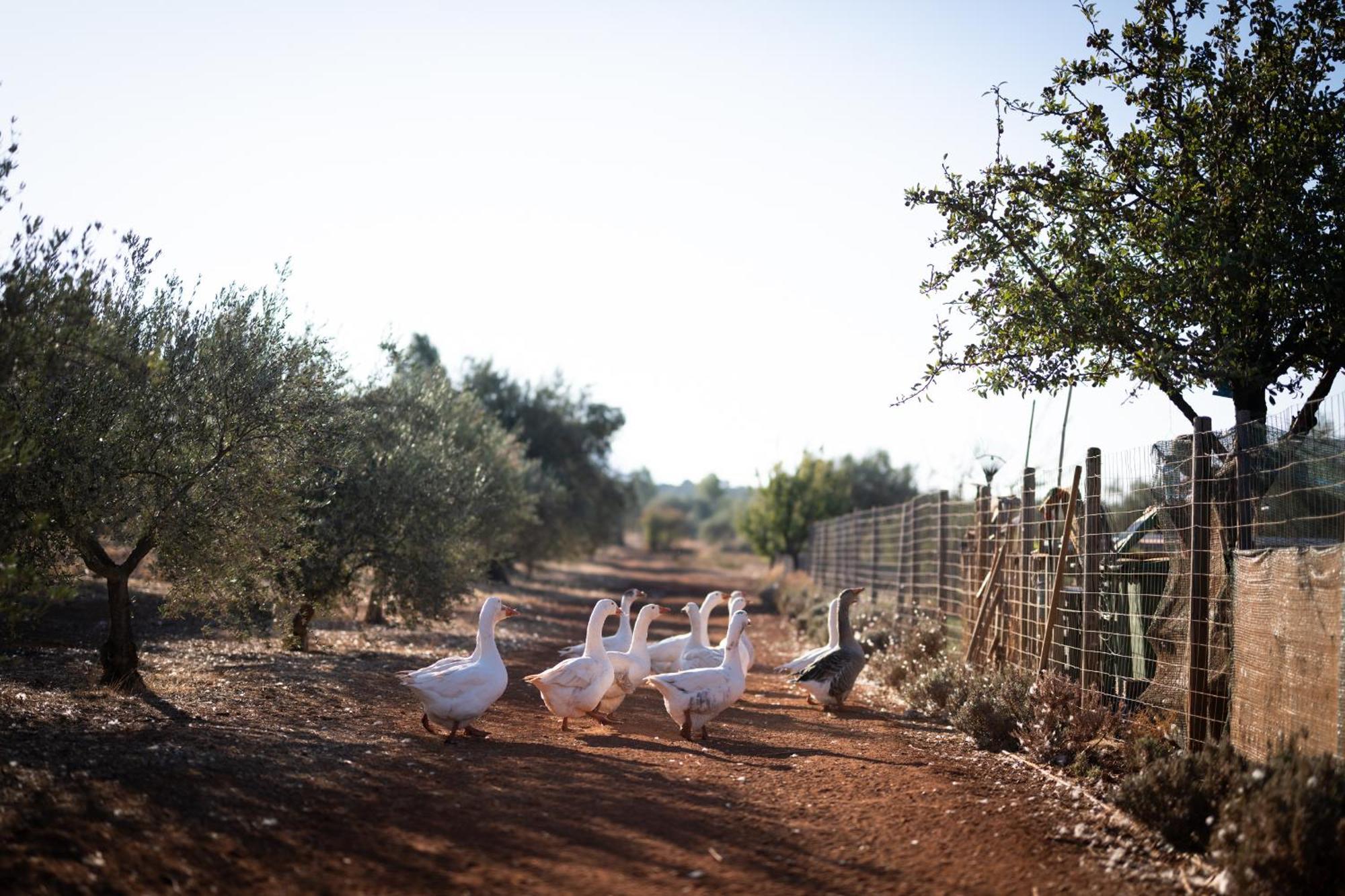 Eumelia Organic Agrotourism Farm Hotel Gouvai Luaran gambar